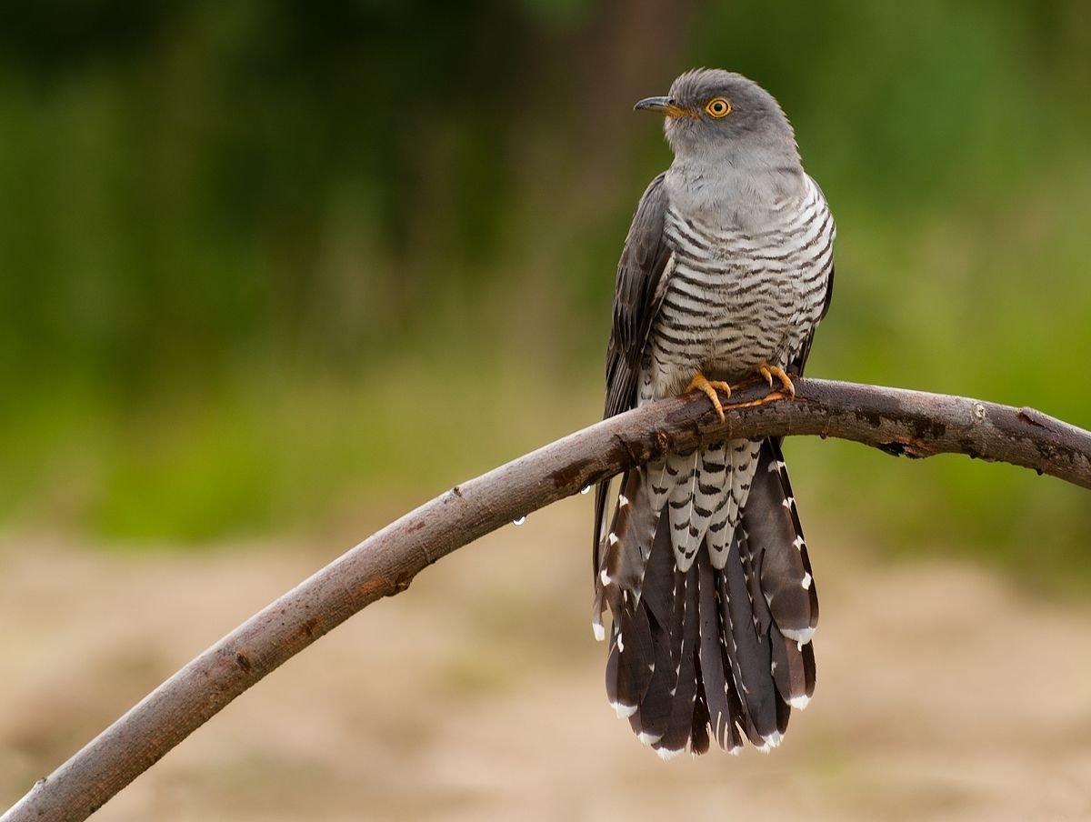 Кукушка в лесу картинка
