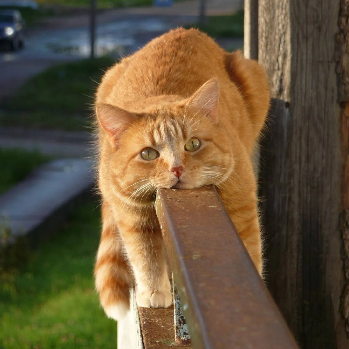 Смешные рыжие котики