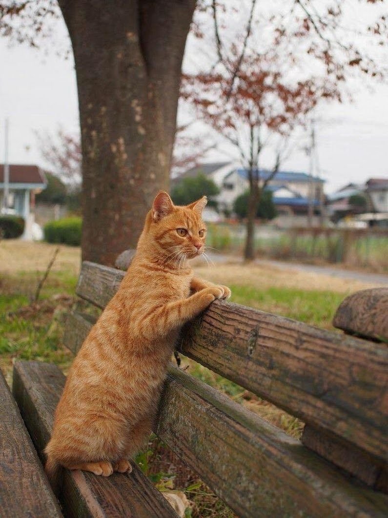 Доброе утро с рыжим котом