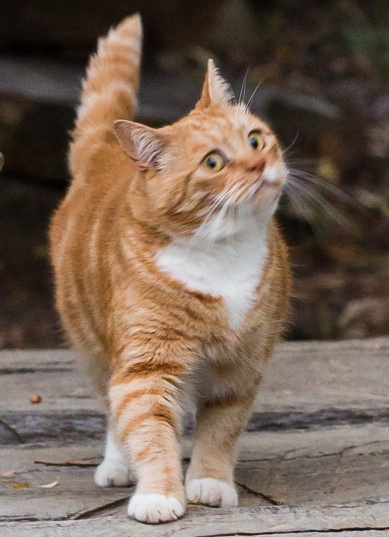 Рыжая кошечка