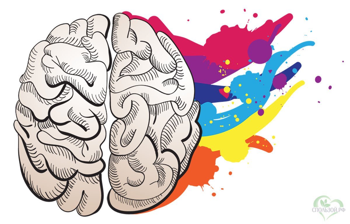 Когнитивные функции мозга