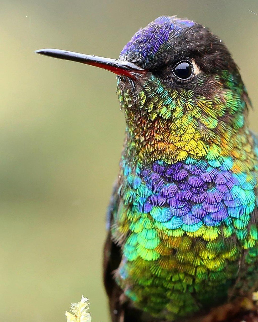 Сукараф Колибри