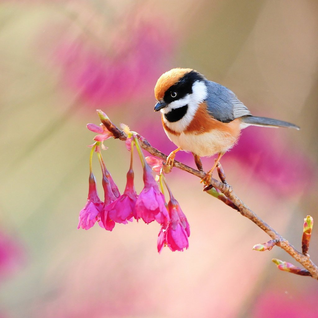 Очень красивые птички