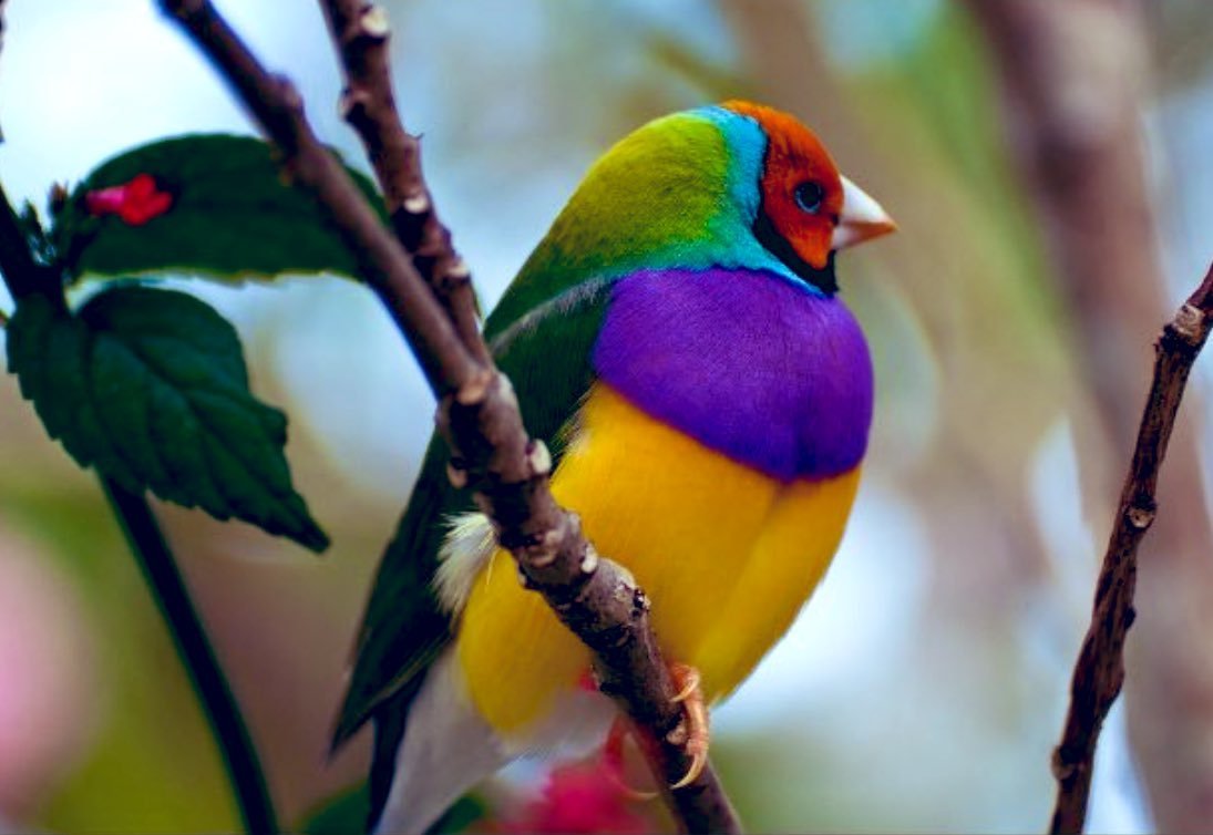 Птица Гульдова амадина