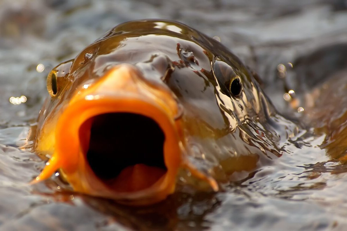 Лицо рыбы карпа