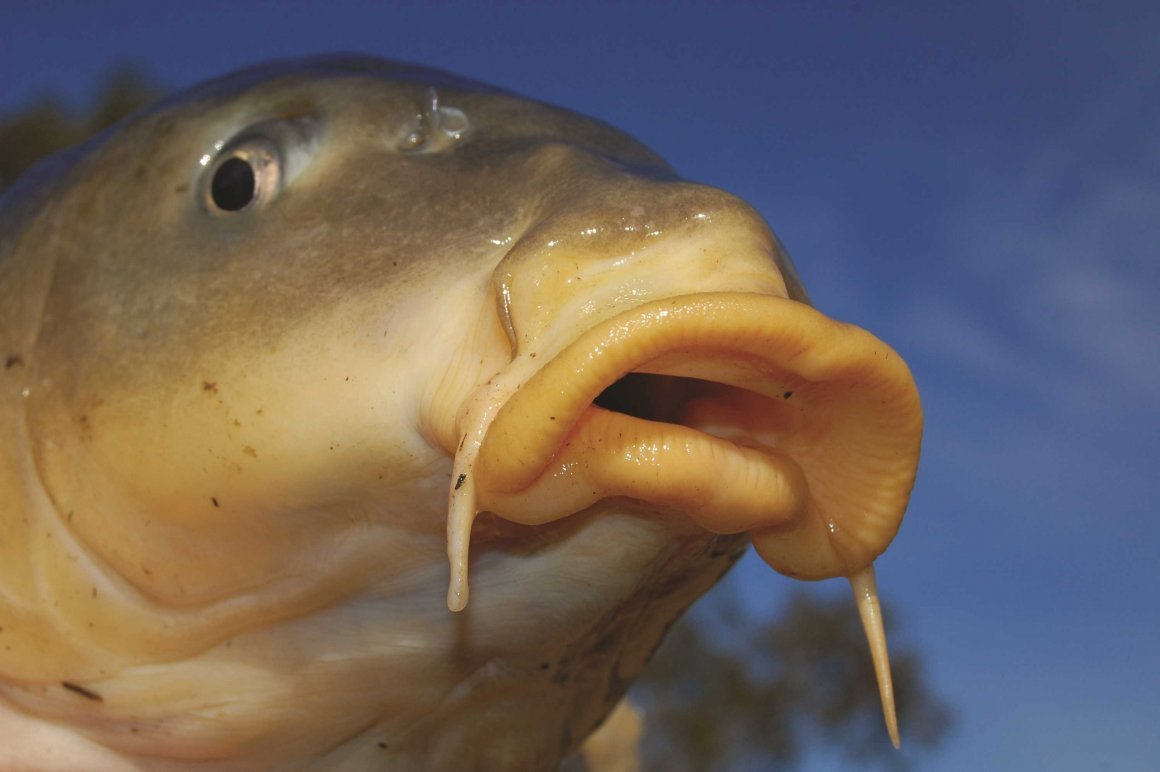 Like a Fish in Water 1976 firstlove.