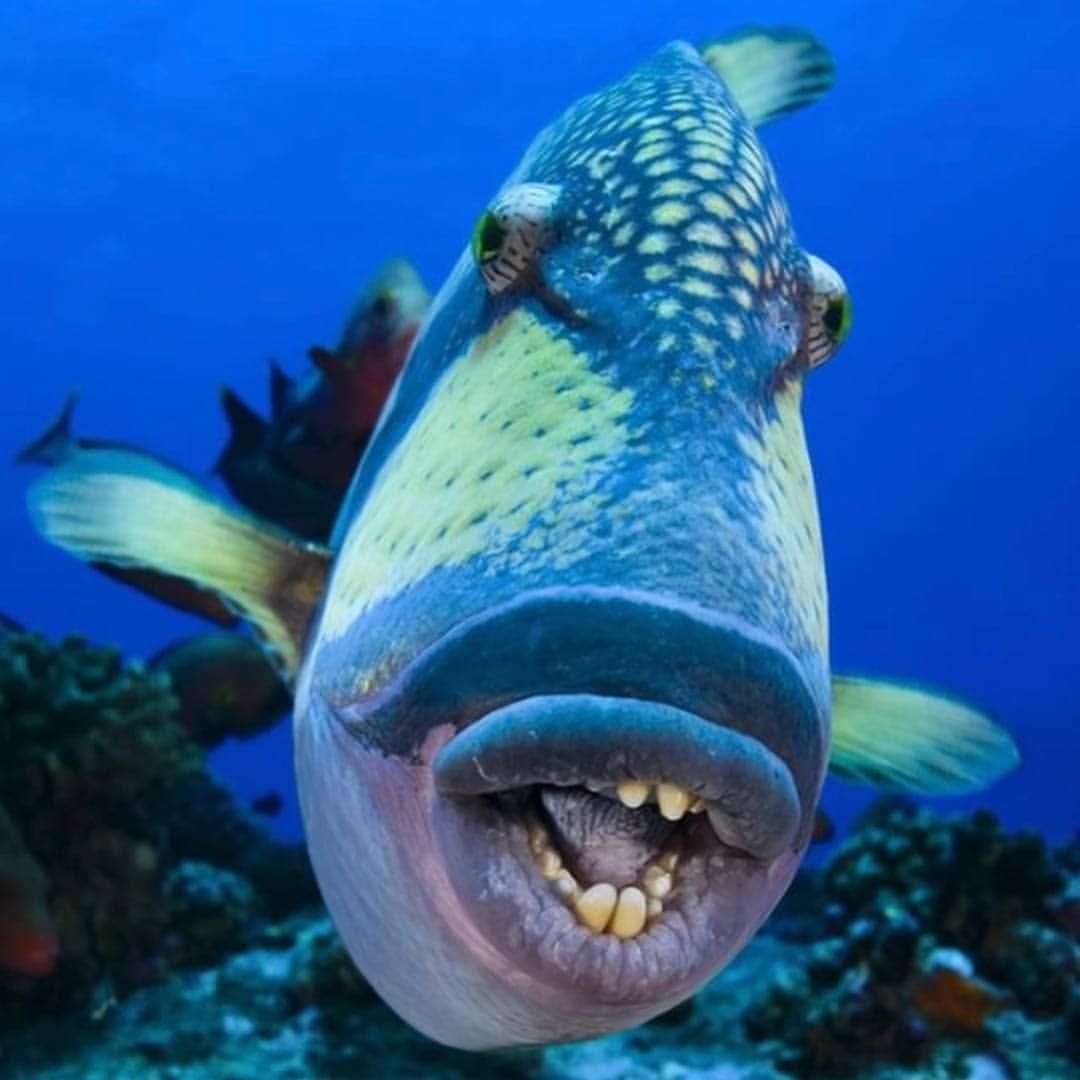 Спинорог Пикассо рыба