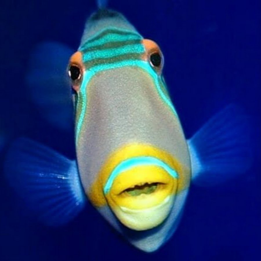 Рыба Скат снизу