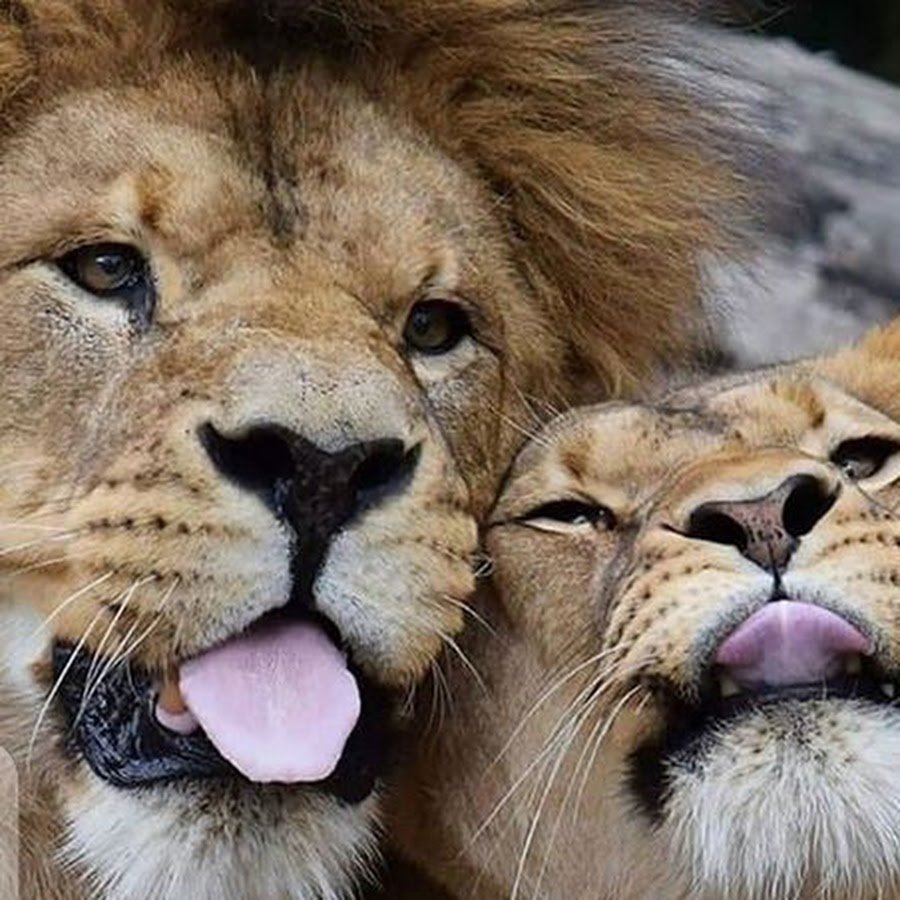 Влюбленные животные