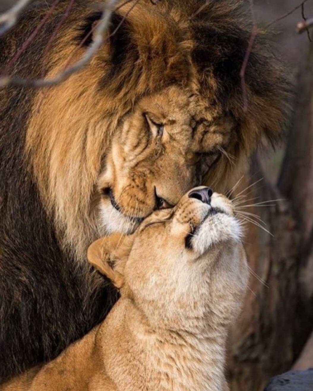 Лев и львица любовь