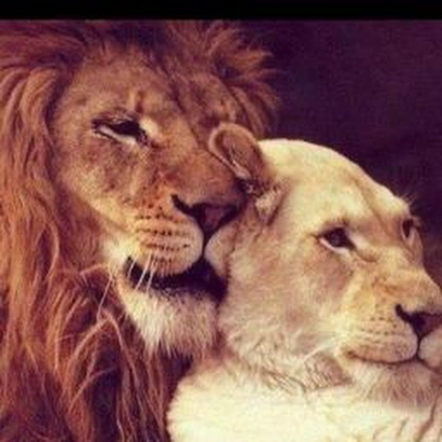 Лев и львица цитаты