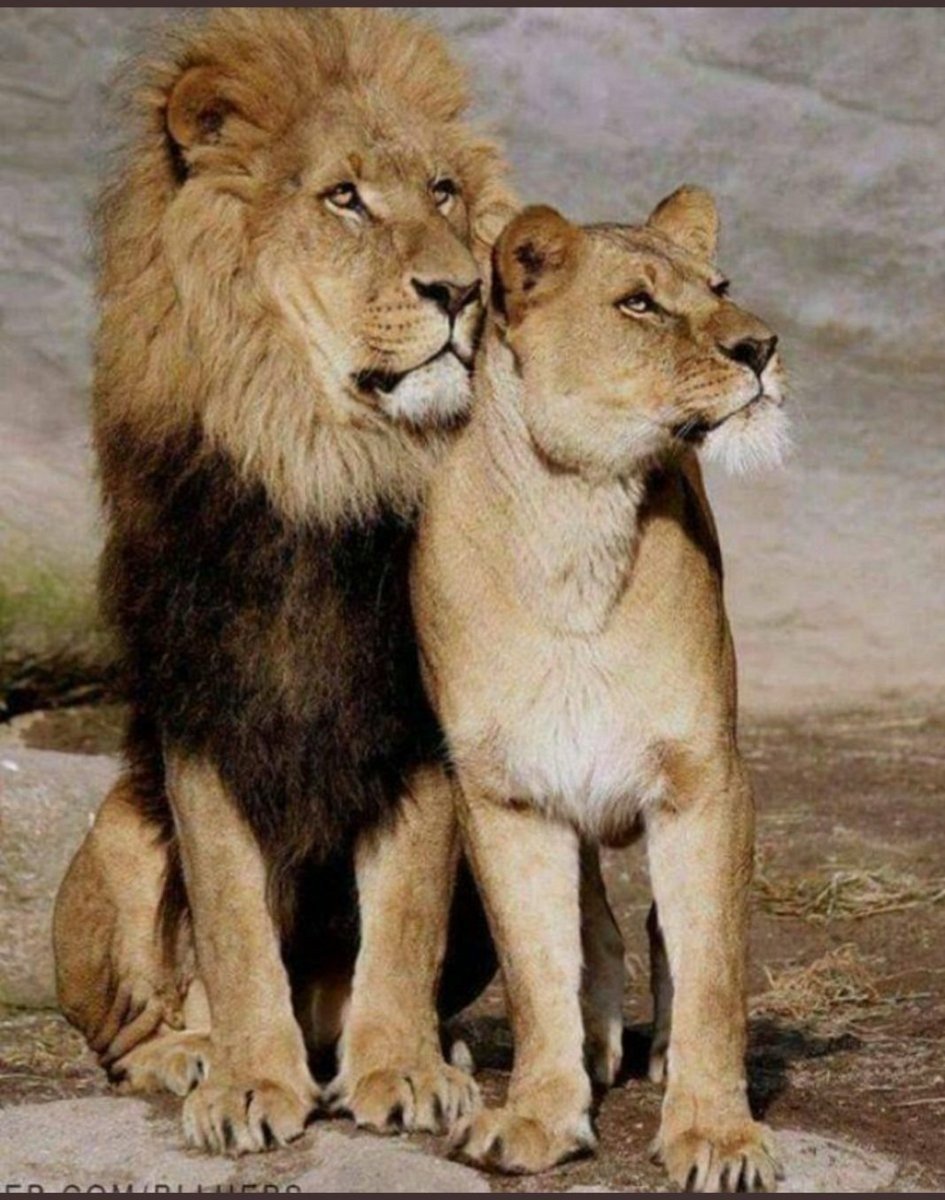 Леви львица