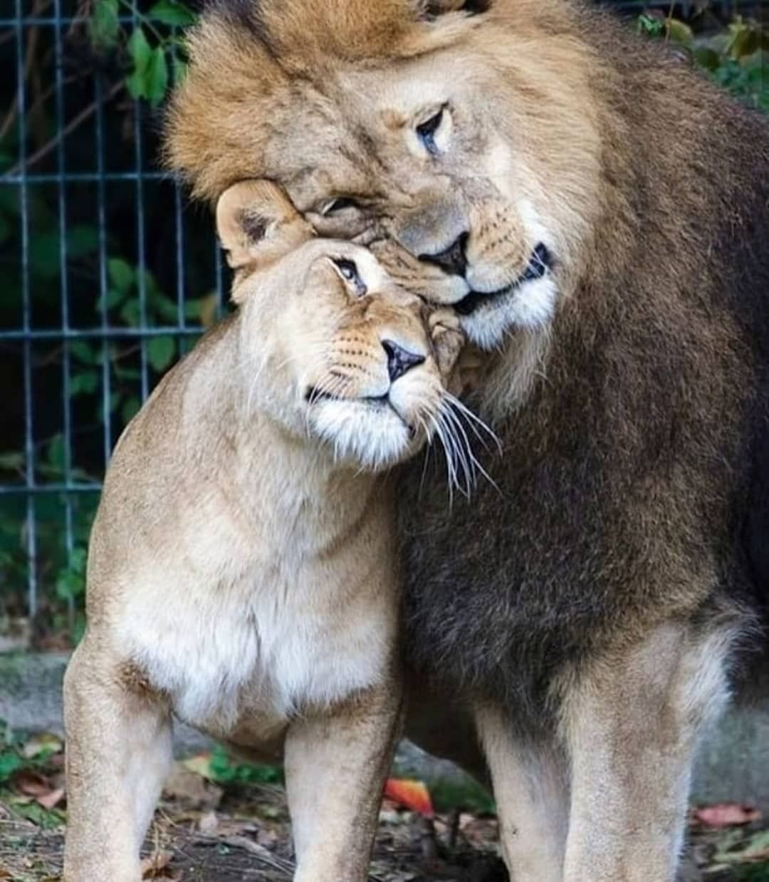 Пара животных