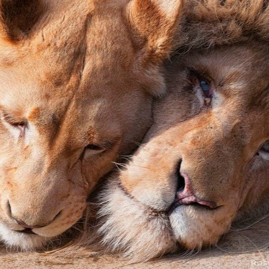 Доброе утро Лев