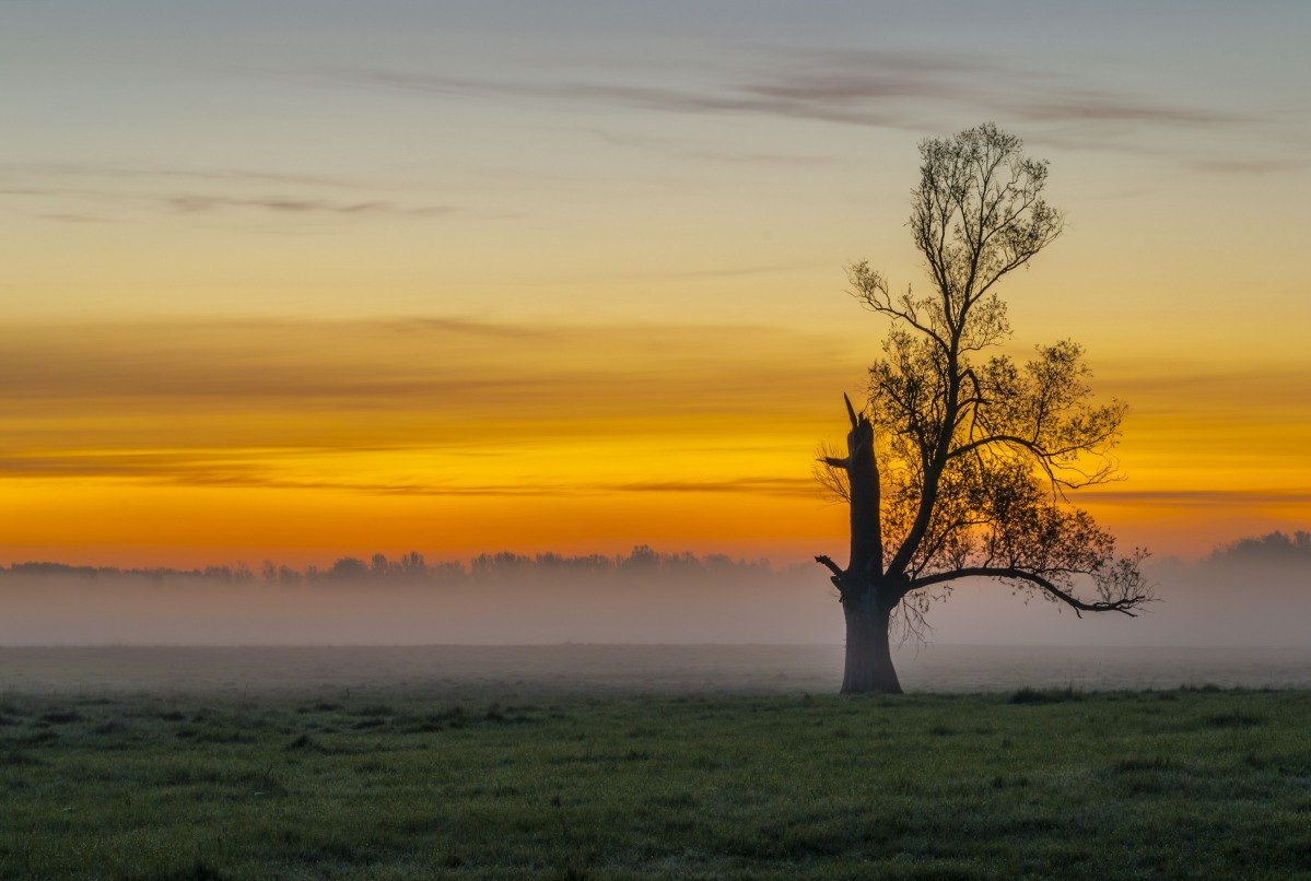 Дерево черно белое