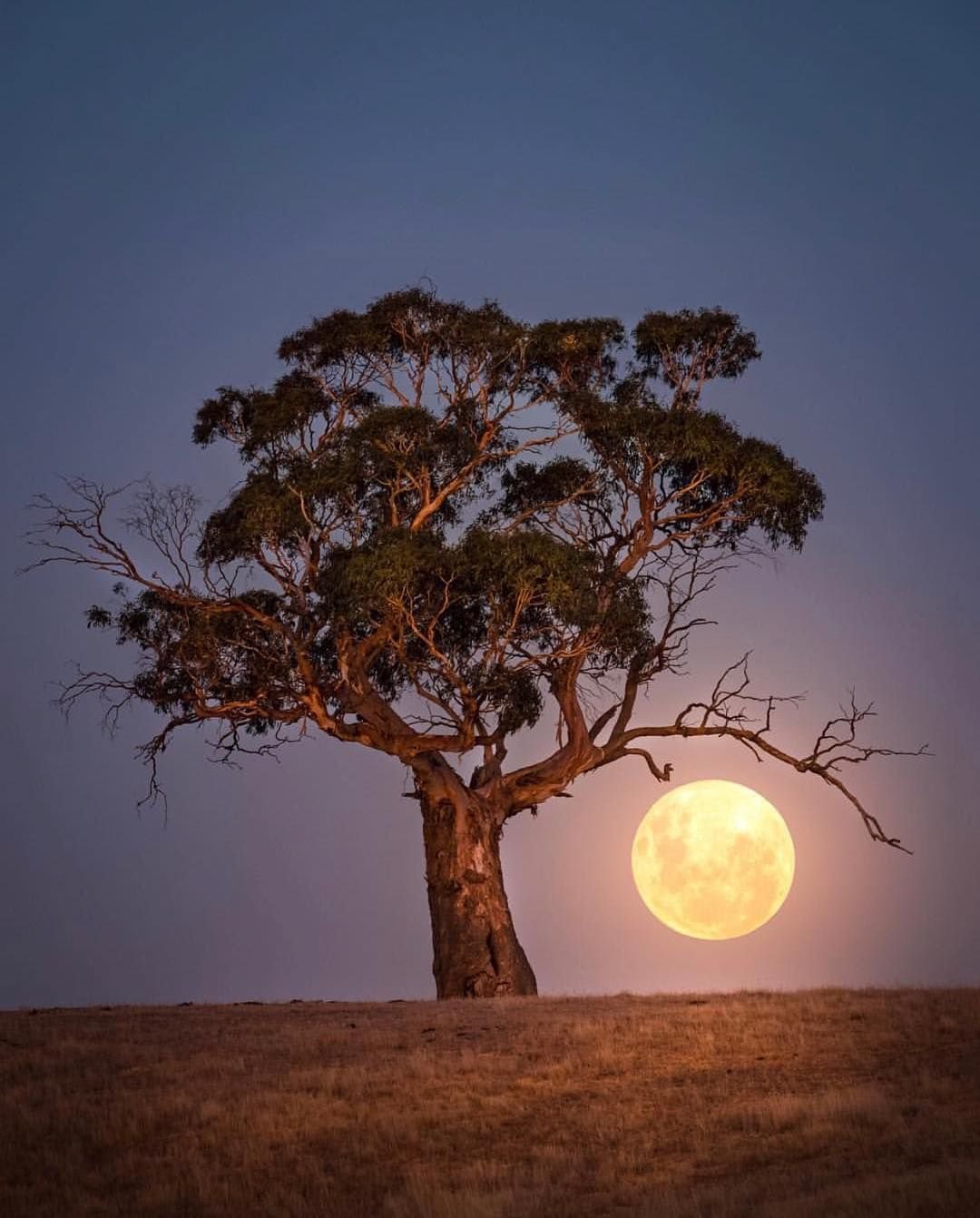 Голое дерево