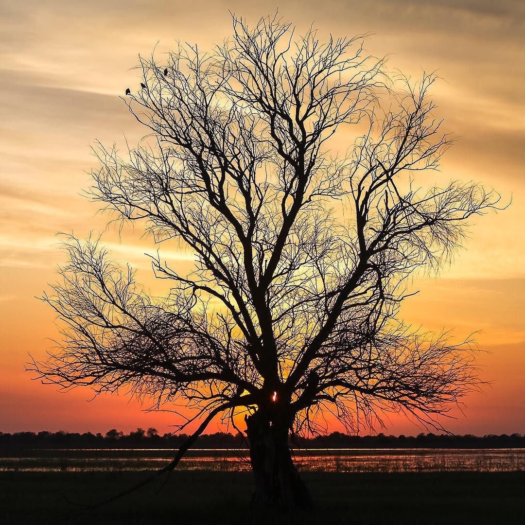 Одинокое дерево