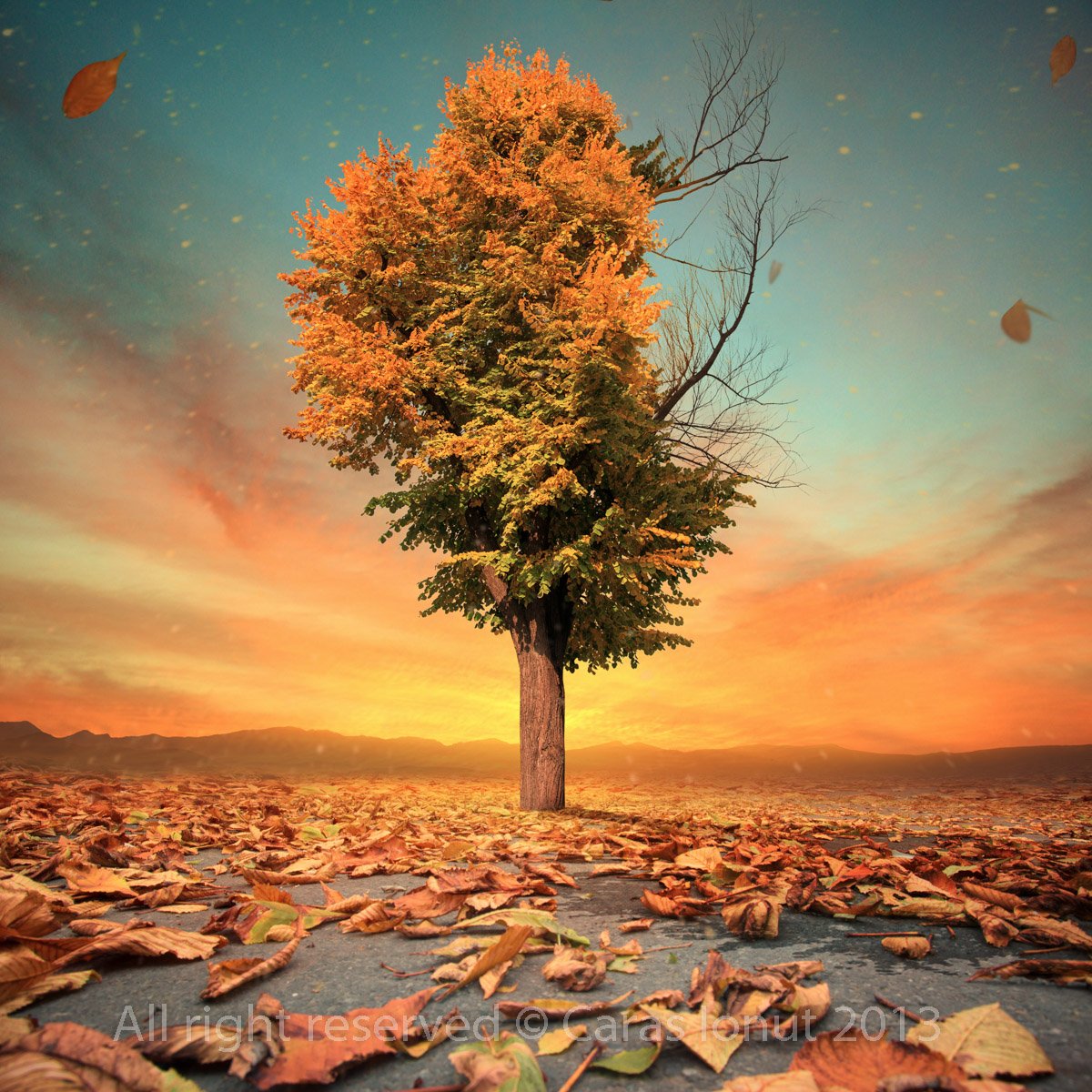 Дерево на закате