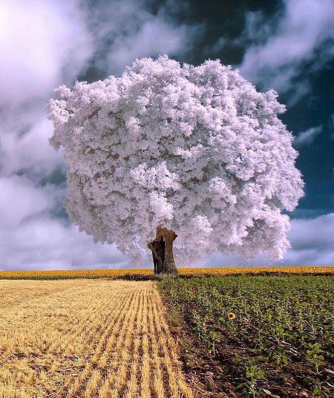 Ветер девушка дерево