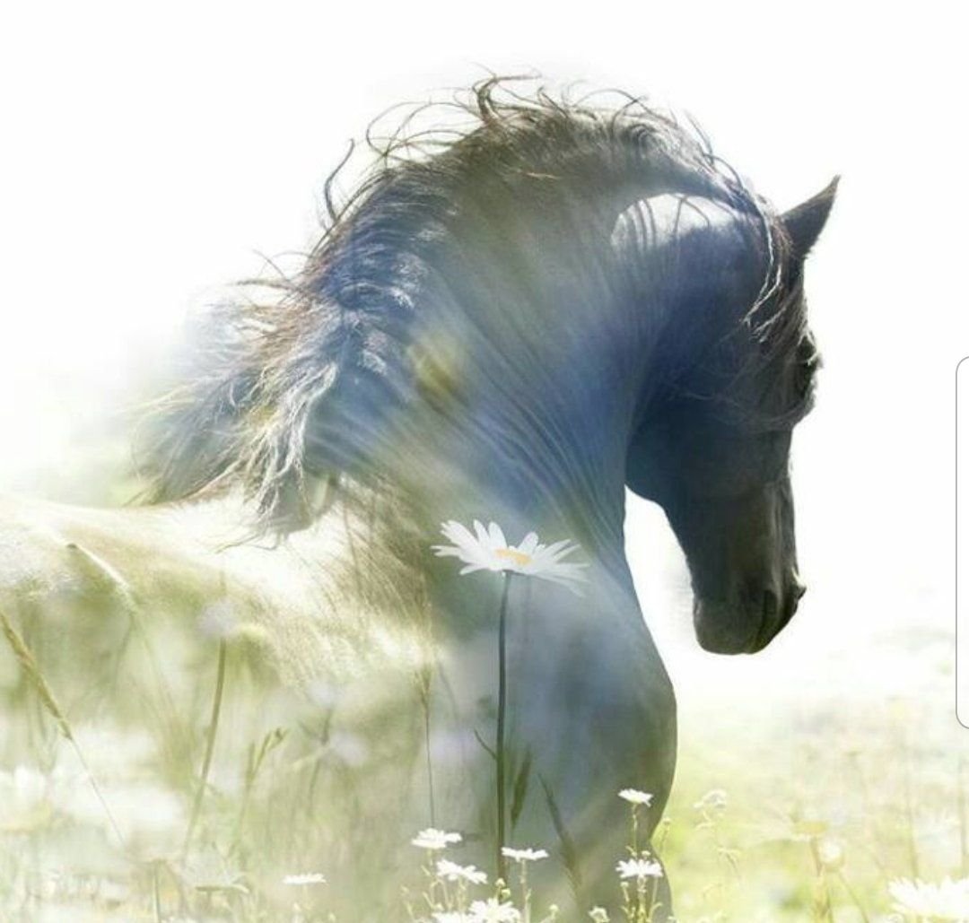 Доброе утро с лошадьми