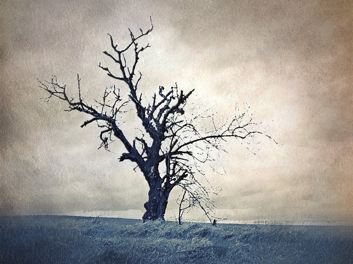 Одинокое дерево зима
