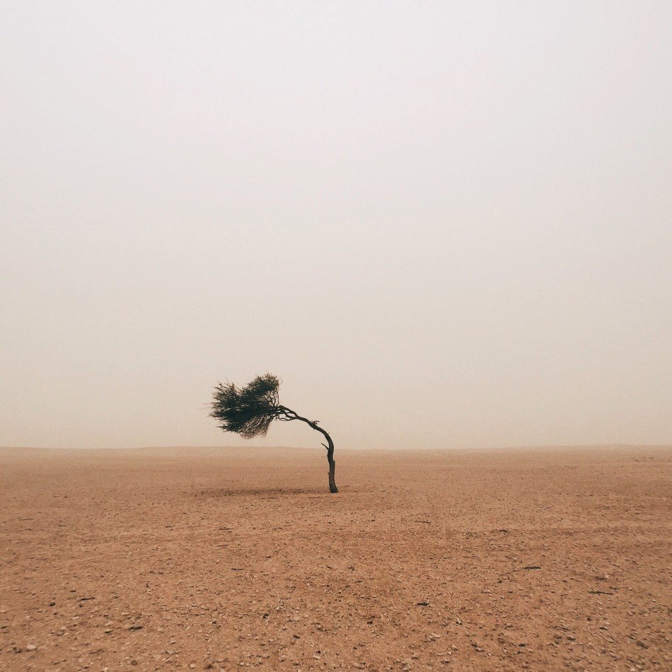 Красивое дерево