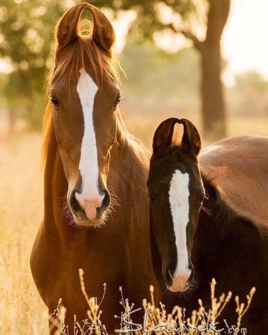 Живые лошади