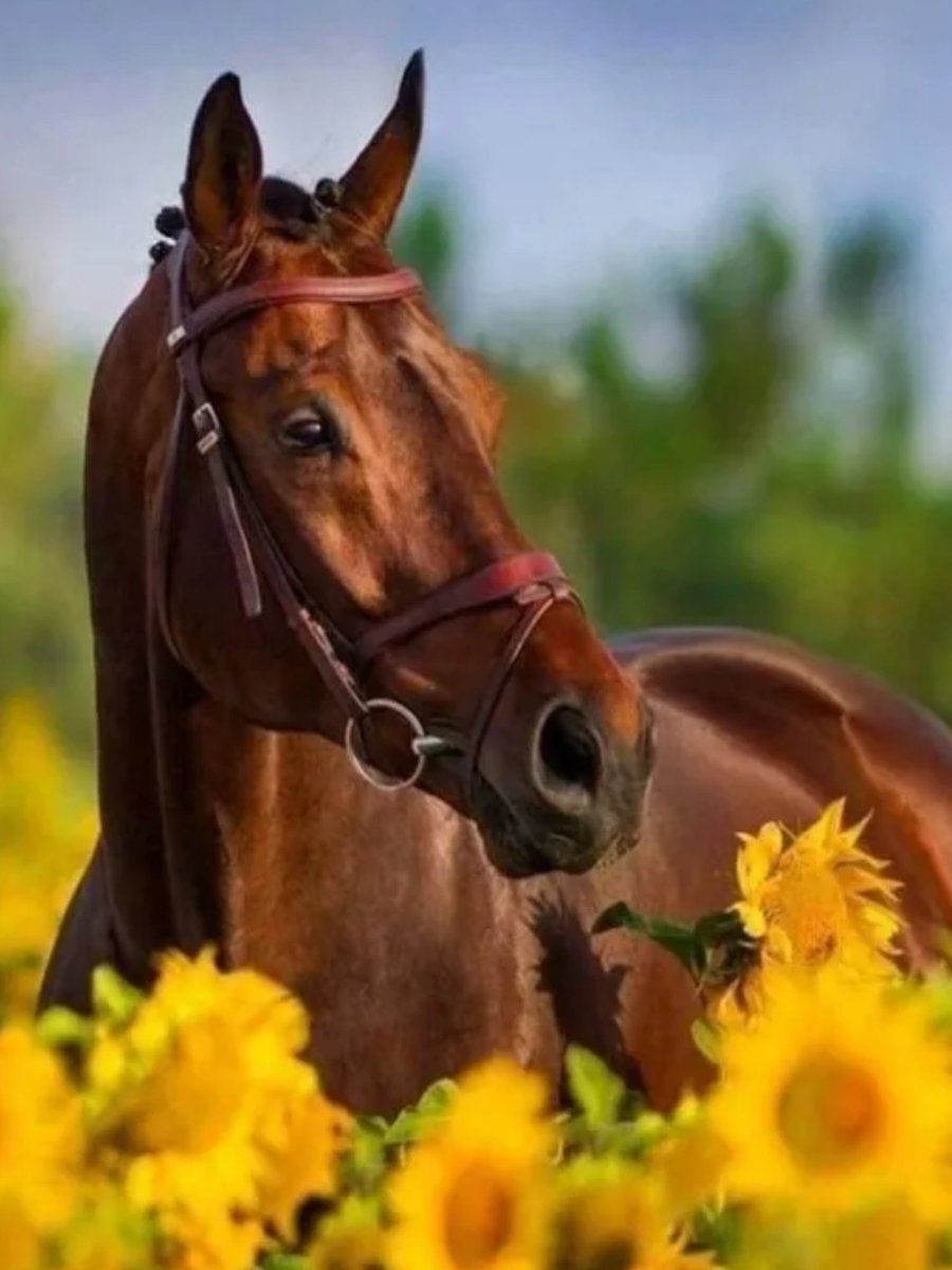 Лошади поле туман