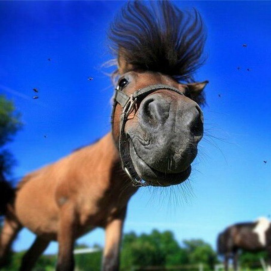 Любовь лошадей