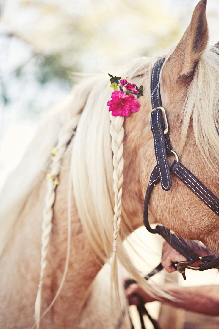 Съемка с лошадьми