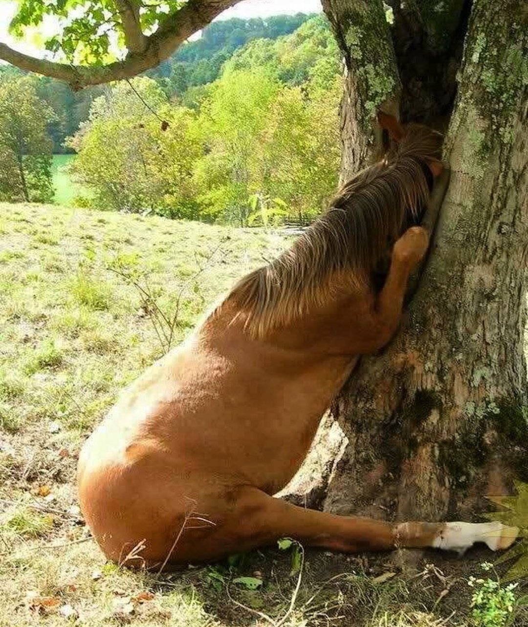 Две лошади смеются