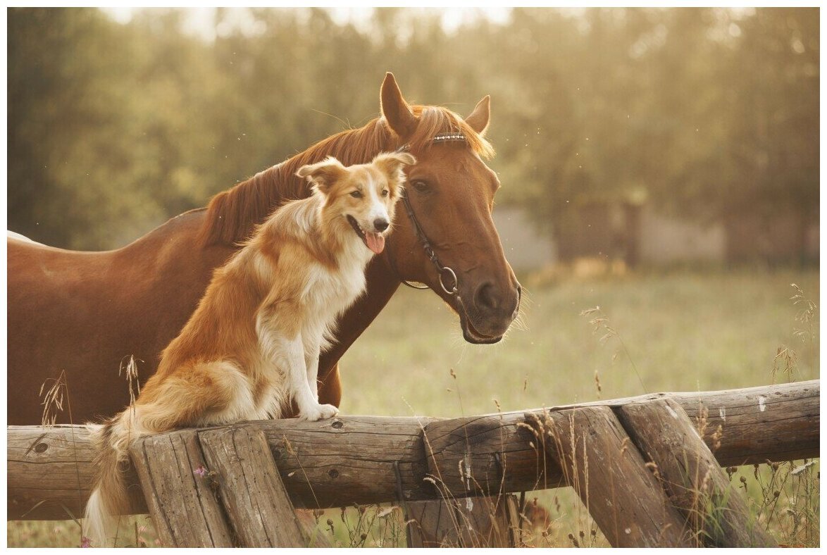 Лошади Эстетика