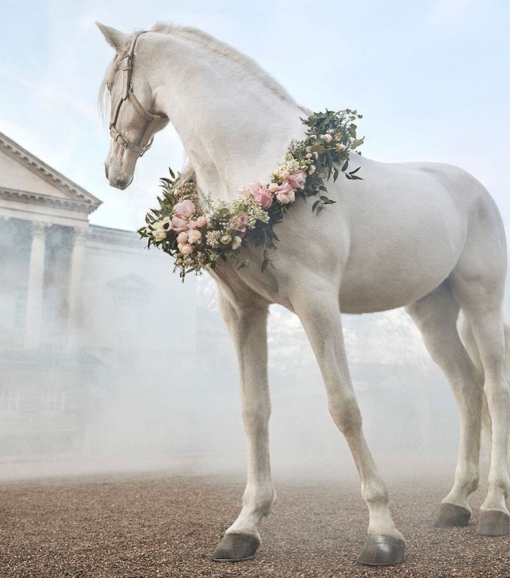 Лошадь мечты