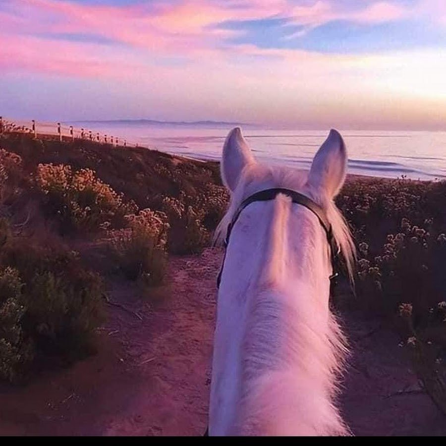 Лошади осенью