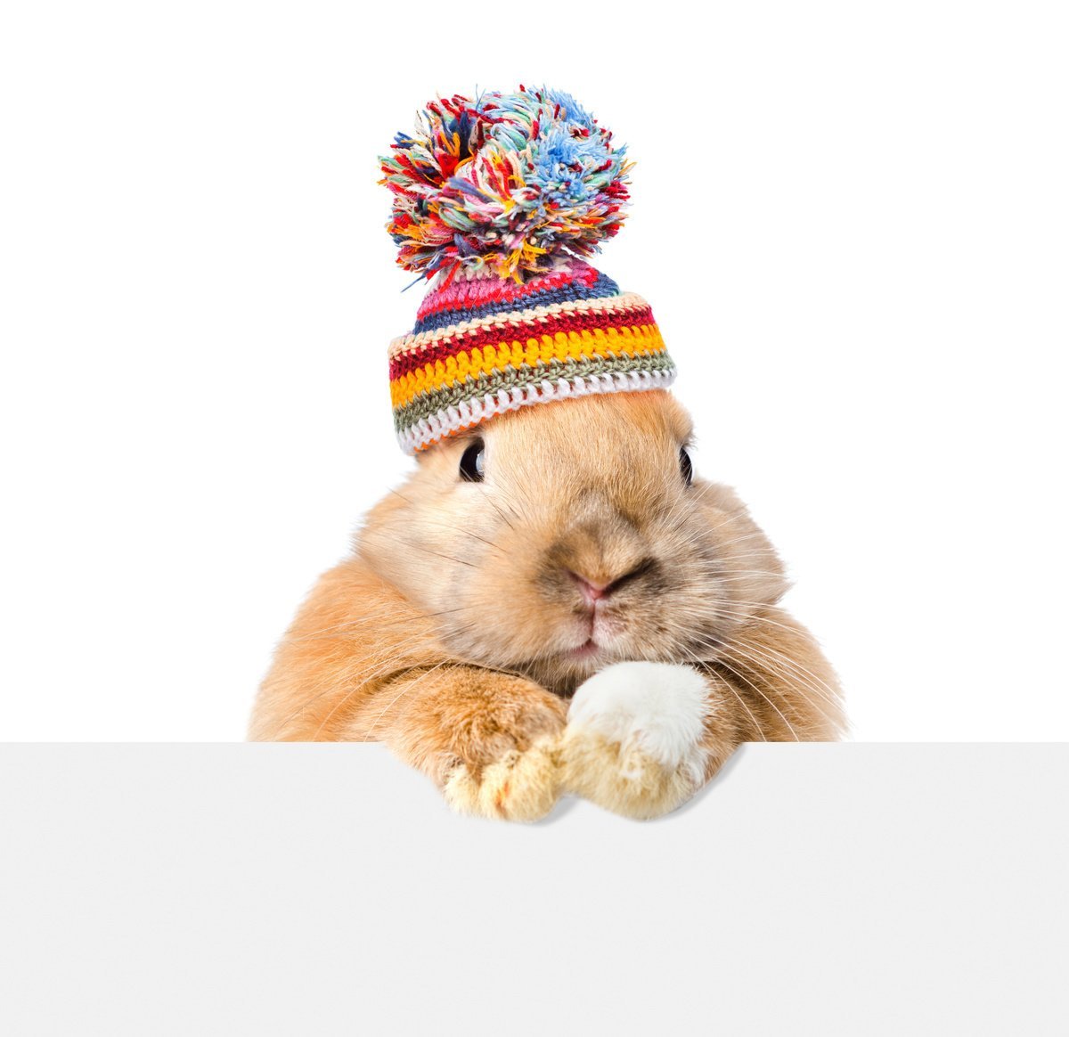 Кролик с венком на голове