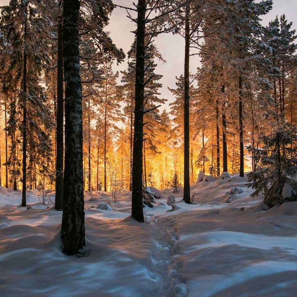 Зимой в лесу