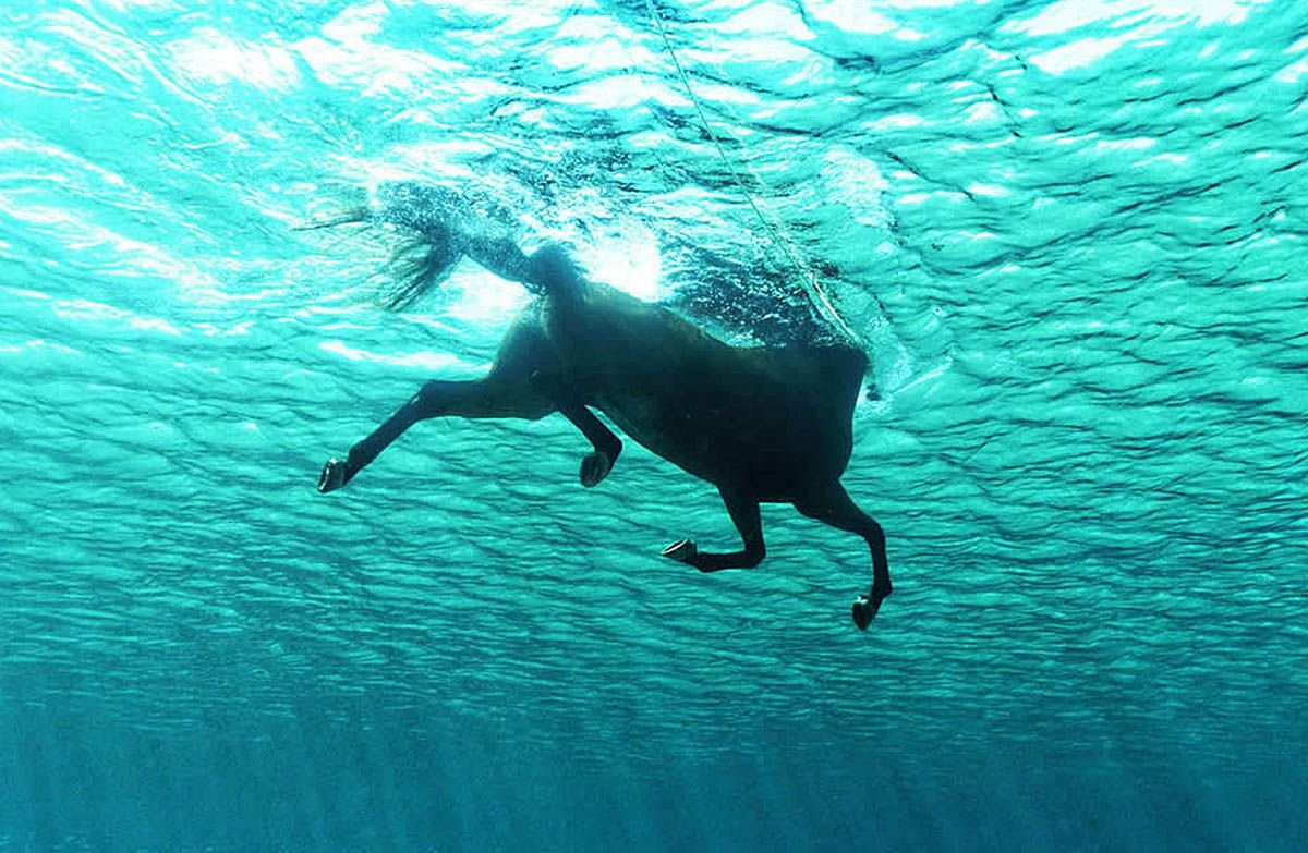 Лошади в воде
