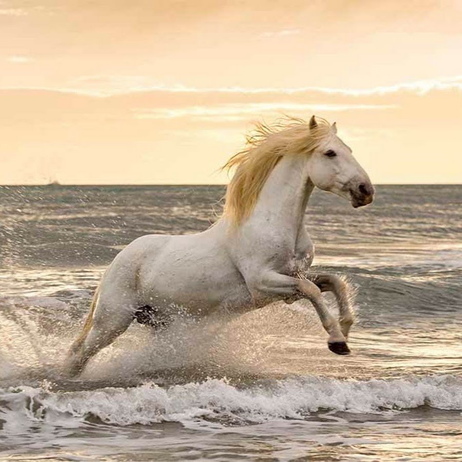 Лошадь под водой