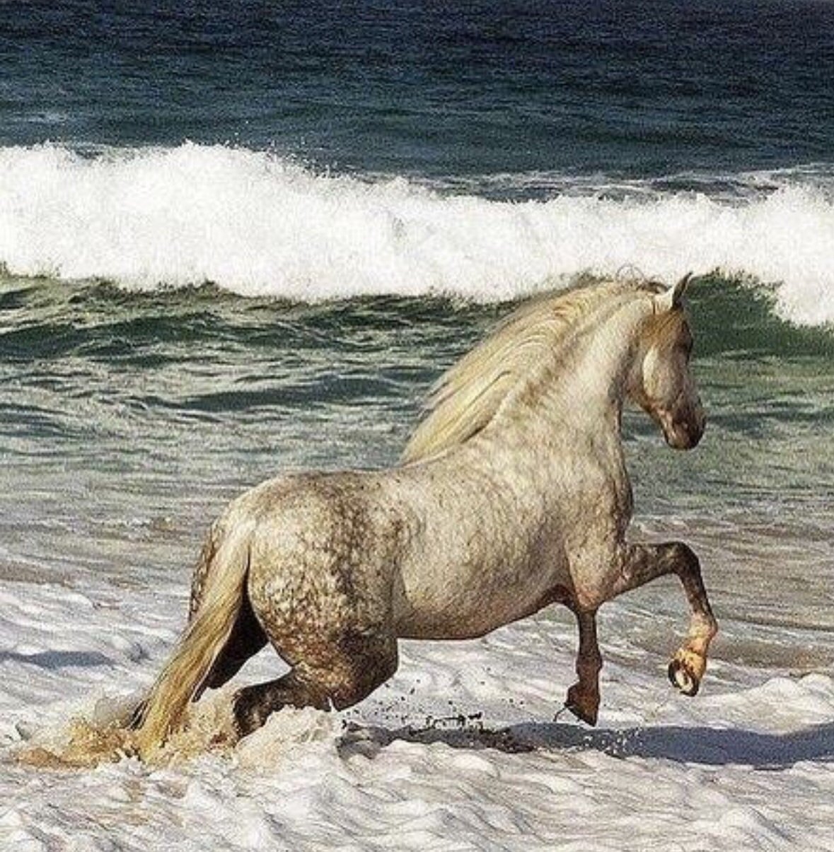 Белый конь на море