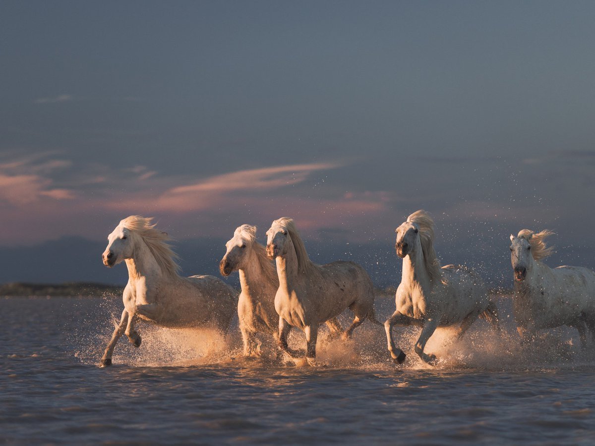 Б А Слуцкий лошади в океане
