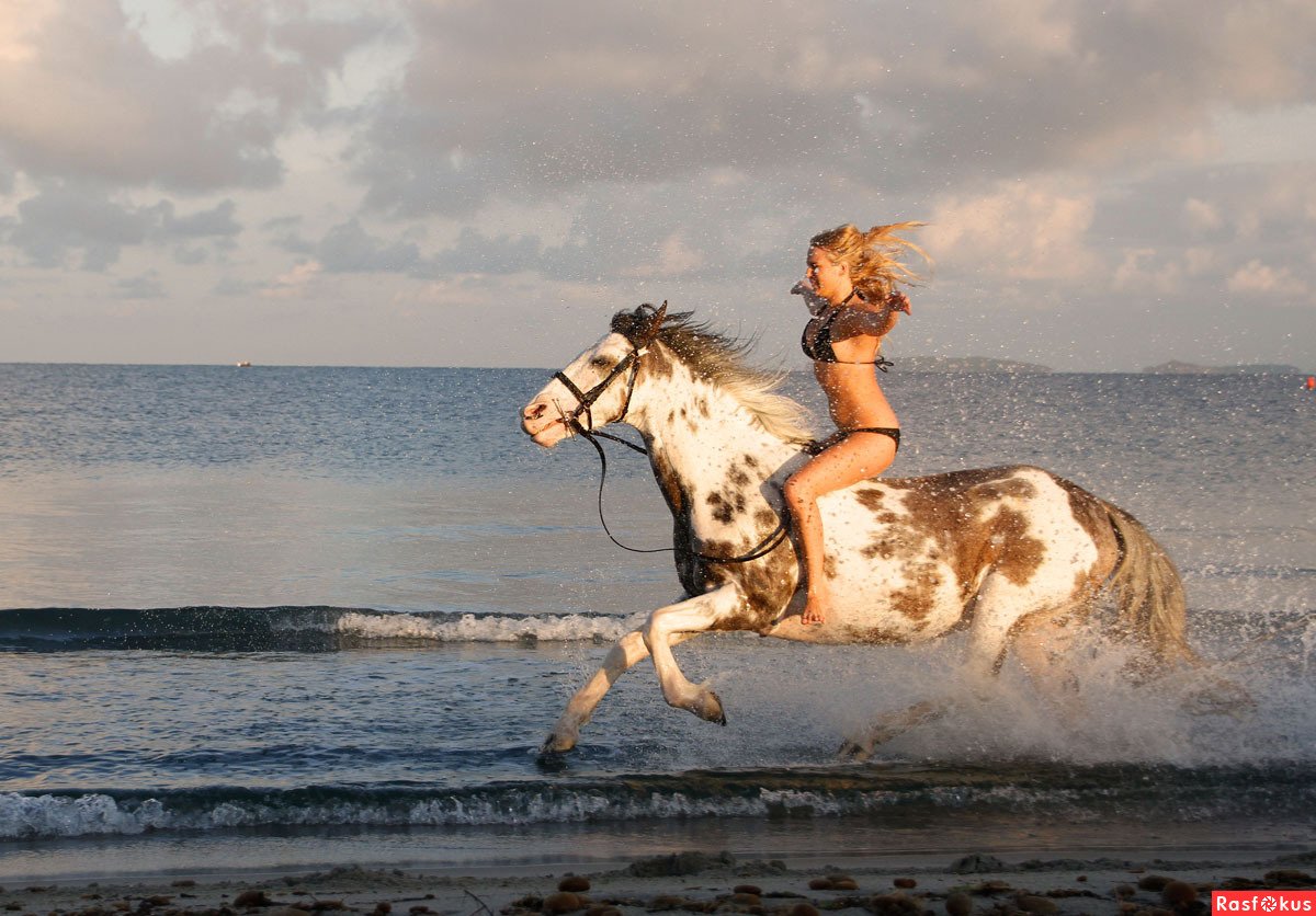 Лошади плывут по океану