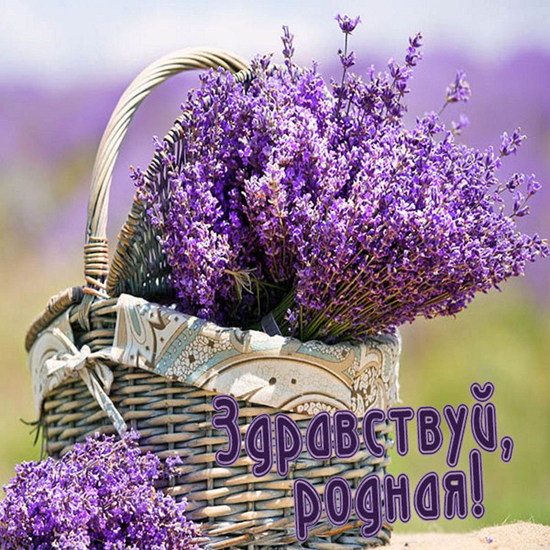 Цветы Прованса