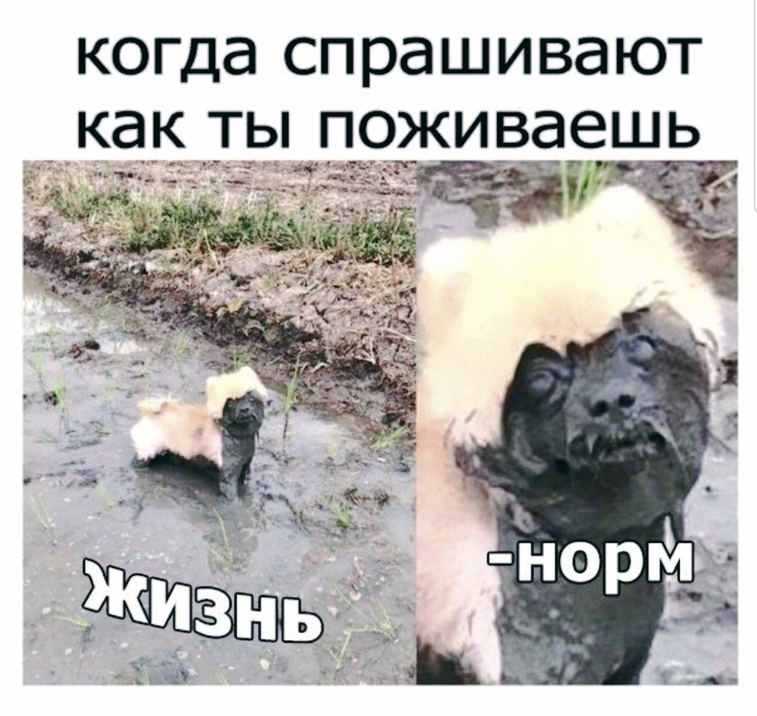 Когда спрашивают как жизнь