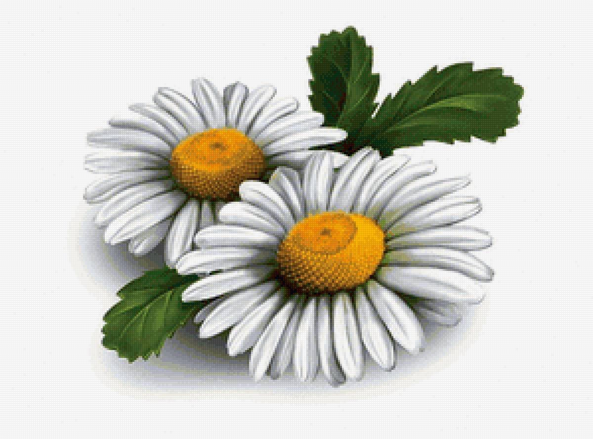 Ромашка на белом фоне