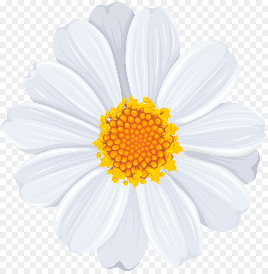 Ромашка на белом фоне