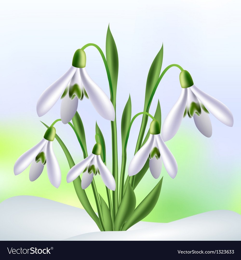 Подснежники рисунок