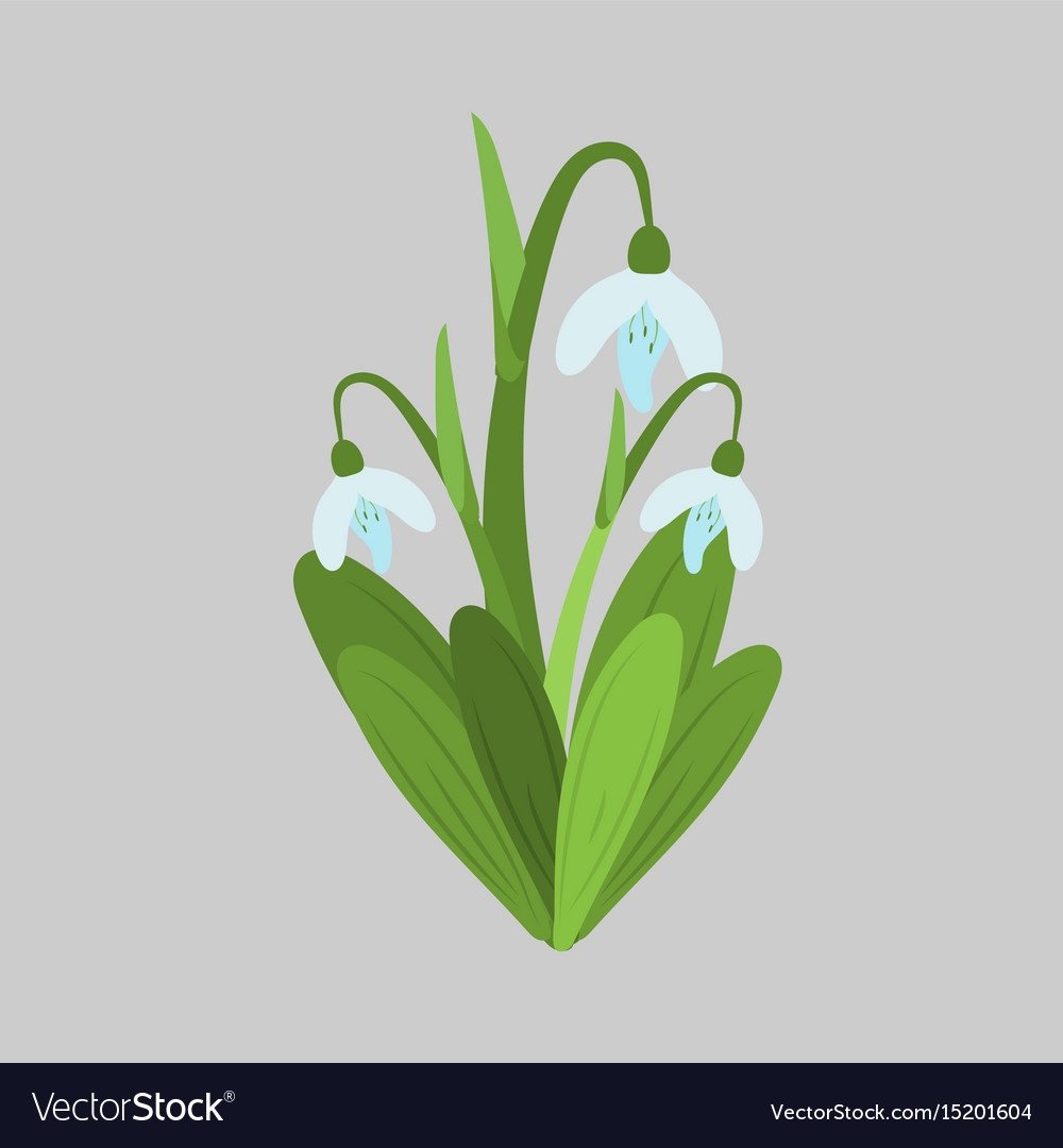 Крокусы акварелью