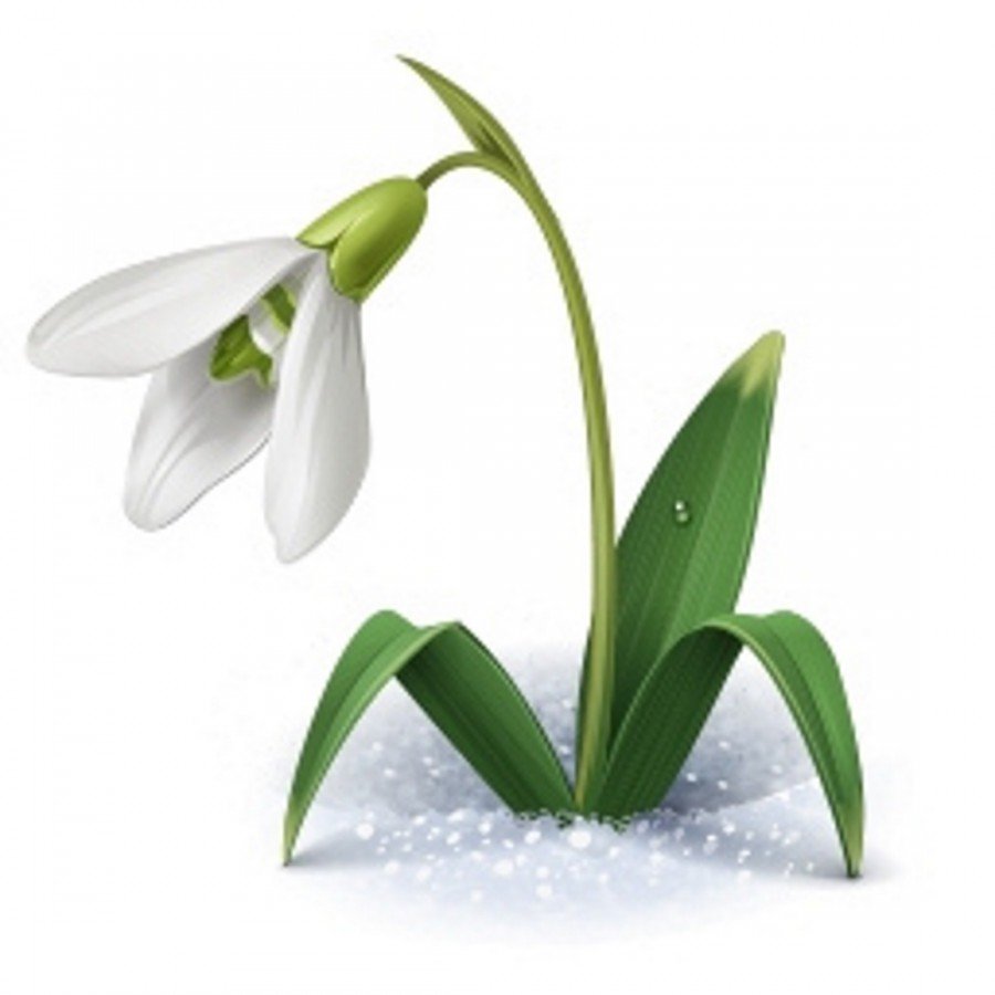 Подснежники акварель Манухов