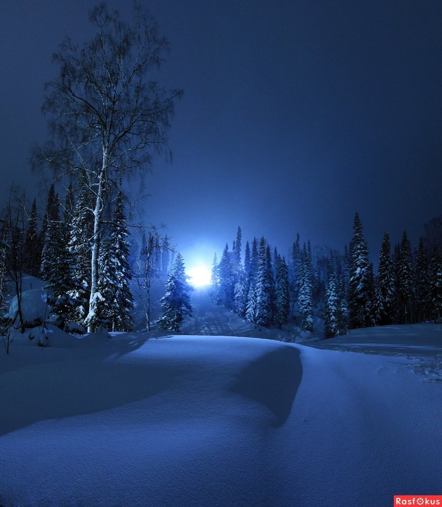 Зимний лес ночью