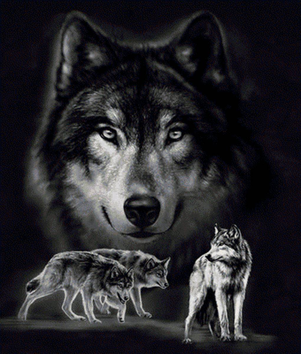 Волк на заставку